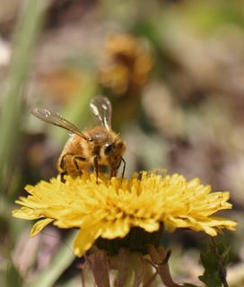 Honeybee visiting a dandelion