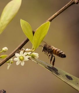 A honeybee flies towards small white flowers on a leafy branch.