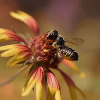 Leafcutter bee on a blanket flower