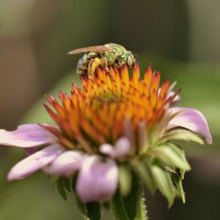 Metallic green sweat bee on a purple coneflower