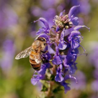 Honeybee visiting a purple flower