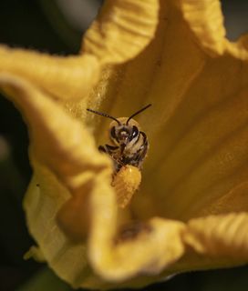 Squash bee perched on the anther of a squash blossom