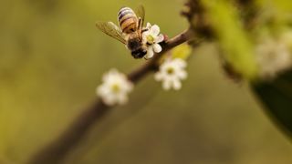 Honeybee foraging a small white flower on a thin branch