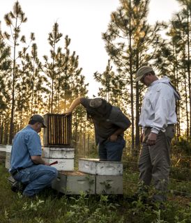 the team working on a hive