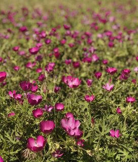 Bright pink poppy mallow flowers with green leaves sprawling across the ground