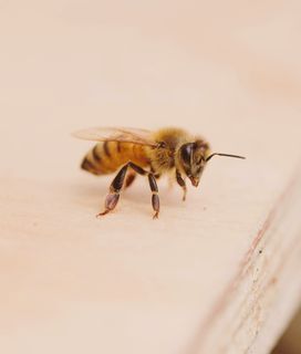 Closeup of a lone worker bee standing on the landing board of the live