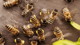 Several worker honeybees with yellow pollen packed on their legs