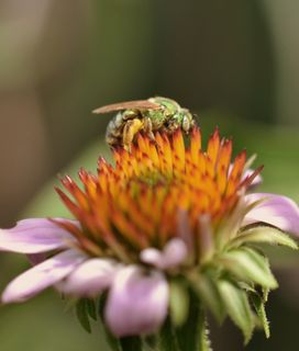 Metallic green sweat bee with green eyes and pollen-covered legs, visiting a purple coneflower