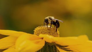 Bumblebee standing on the center of a yellow wildflower