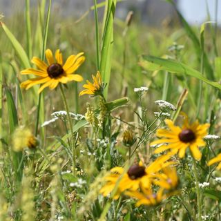 Yellow Black-Eyed Susans and white wildflowers in a field of green grass.