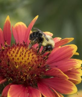 Bee pollinating red flower
