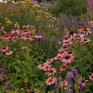 A colorful summer garden with pink coneflowers, purple blooms, and tall yellow yarrow surrounded by lush green foliage.