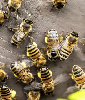 multiple honey bees over surface