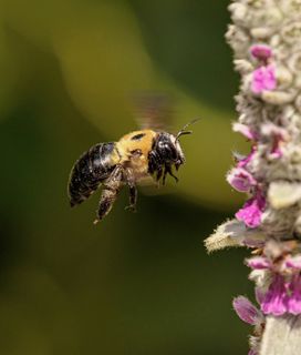 Large carpenter bee with a shiny black abdomen flying toward a purple flower