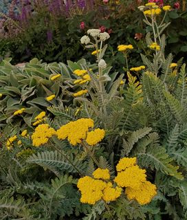 Garden with yellow yarrow, lamb's ear and other colorful flowers