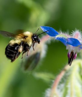 native bee flying towards a blue flower