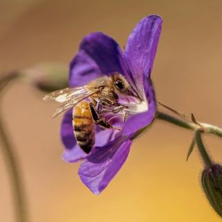Honeybee visiting a purple flower
