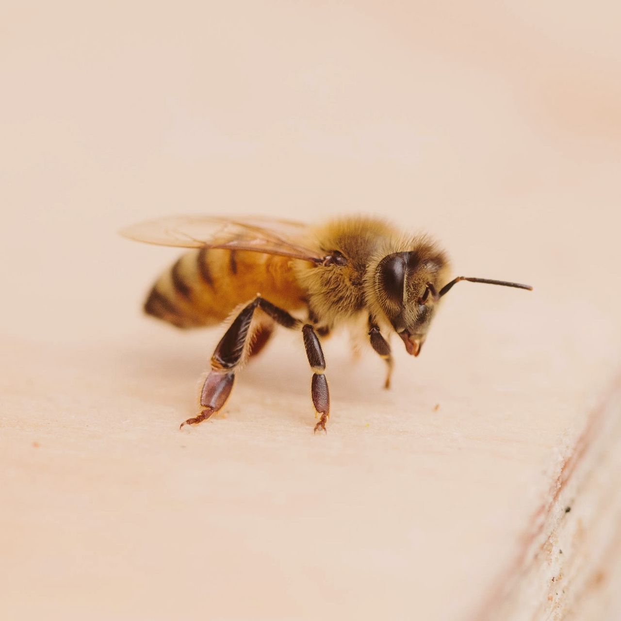 Bize Bees About