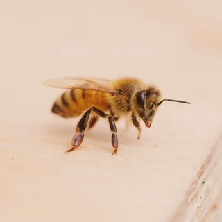 A worker honeybee stands on the landing board of the hive