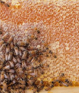 Many worker bees gathered together on a honeycomb frame