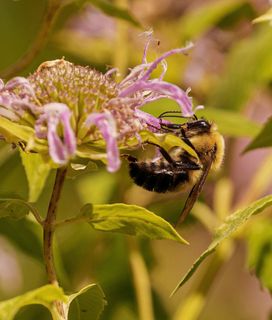 Bumblebee hanging on a flower reaching the petals