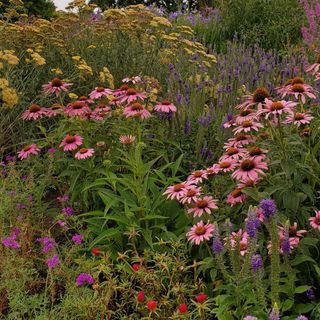 A colorful pollinator garden filled with red, yellow, purple and pink flowers