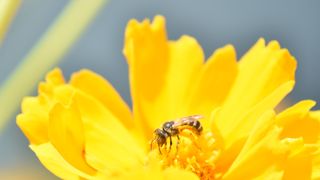 A small, dark bee is on the bright yellow petals of a flower.