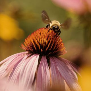 A fluffy, black and yellow bumblebee with outstretched wings is positioned above the spiky orange center of a pink coneflower.