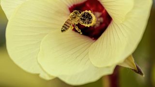 A honeybee covered in pollen grains visits a white okra flower
