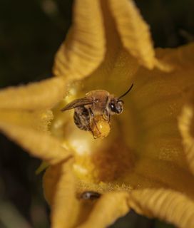 Squash bee pollinating a yellow squash blossom