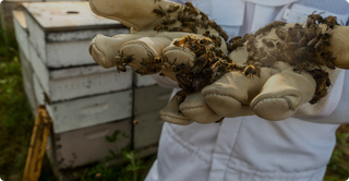 a beekeeper holding bees in his hands with gloves on