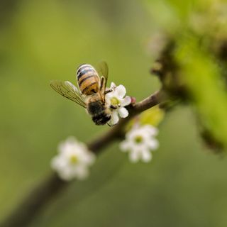 Bee close up