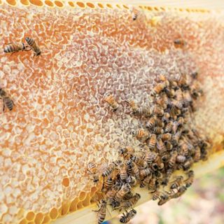 Worker honeybees on a honeycomb frame