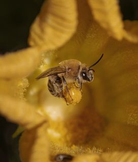 A fuzzy squash bee stands on the tip of the anther of a yellow squash blossom