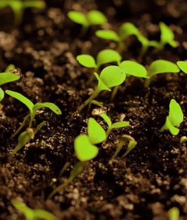 Close-up of young green seedlings sprouting from dark, moist soil