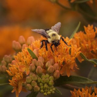 A close-up of a bumblebee feeding on vibrant orange butterfly weed