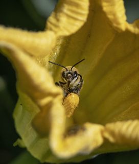 Bee pollinating yellow flower
