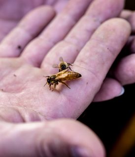 Close-up of a person's hand holding two honeybees, with one bee prominently visible and the other slightly behind it.