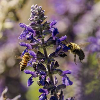 A honeybee and a bumblebee fly toward a purple flower stalk.