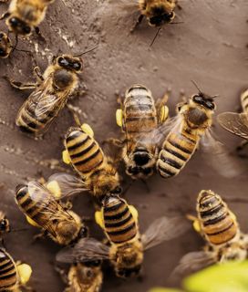 Closeup of worker honeybees with full pollen pants