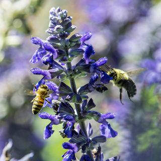 Two bees, a honeybee and a bumblebee, are on a purple flower stalk.