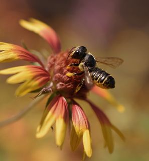 Leafcutter bee with pollen on its legs and belly, foraging a blanket flower
