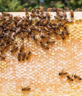 Multiple bees on hive