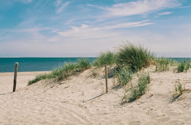 Dune grass and sand path to the ocean at Sagaponack