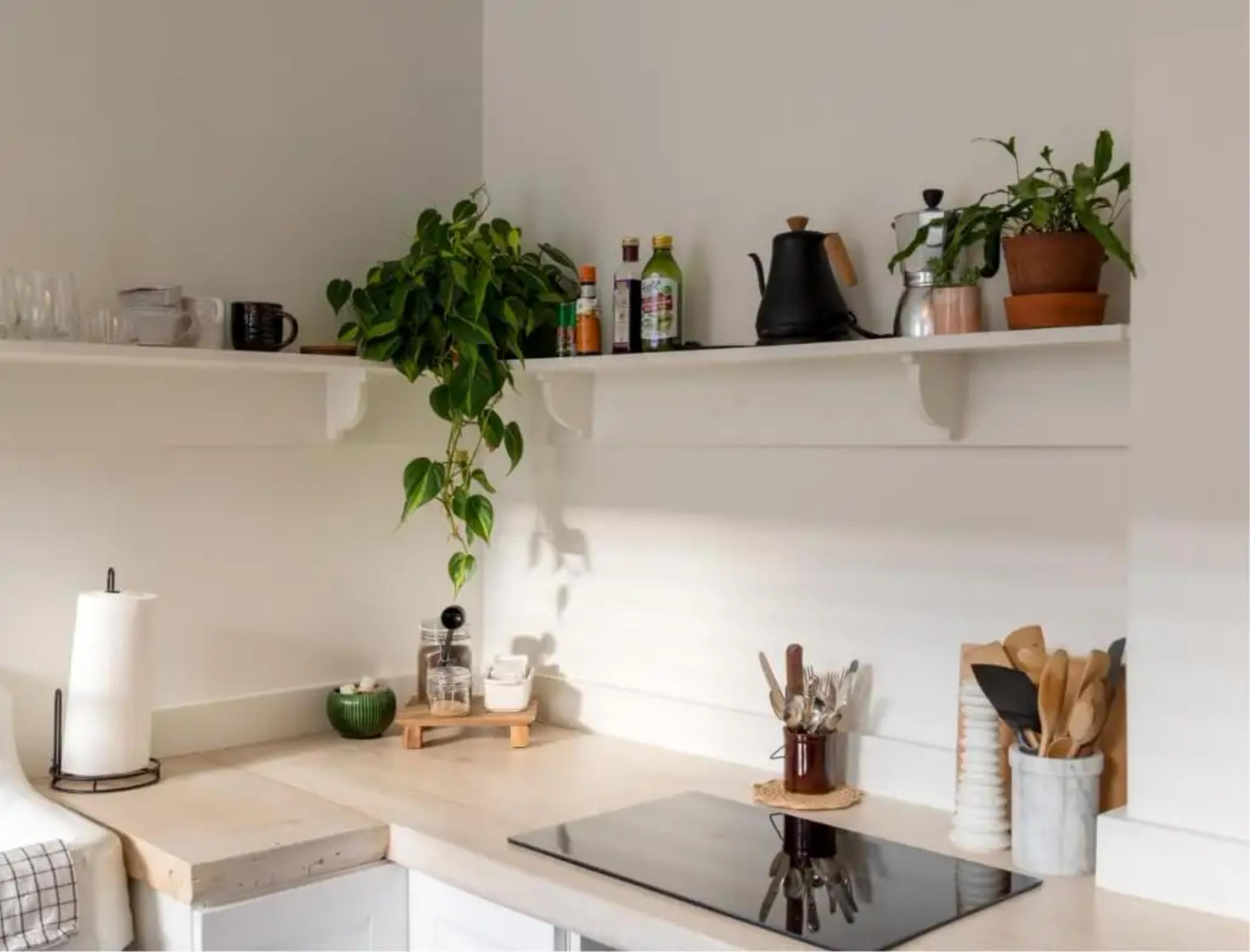 Kitchen with house plant