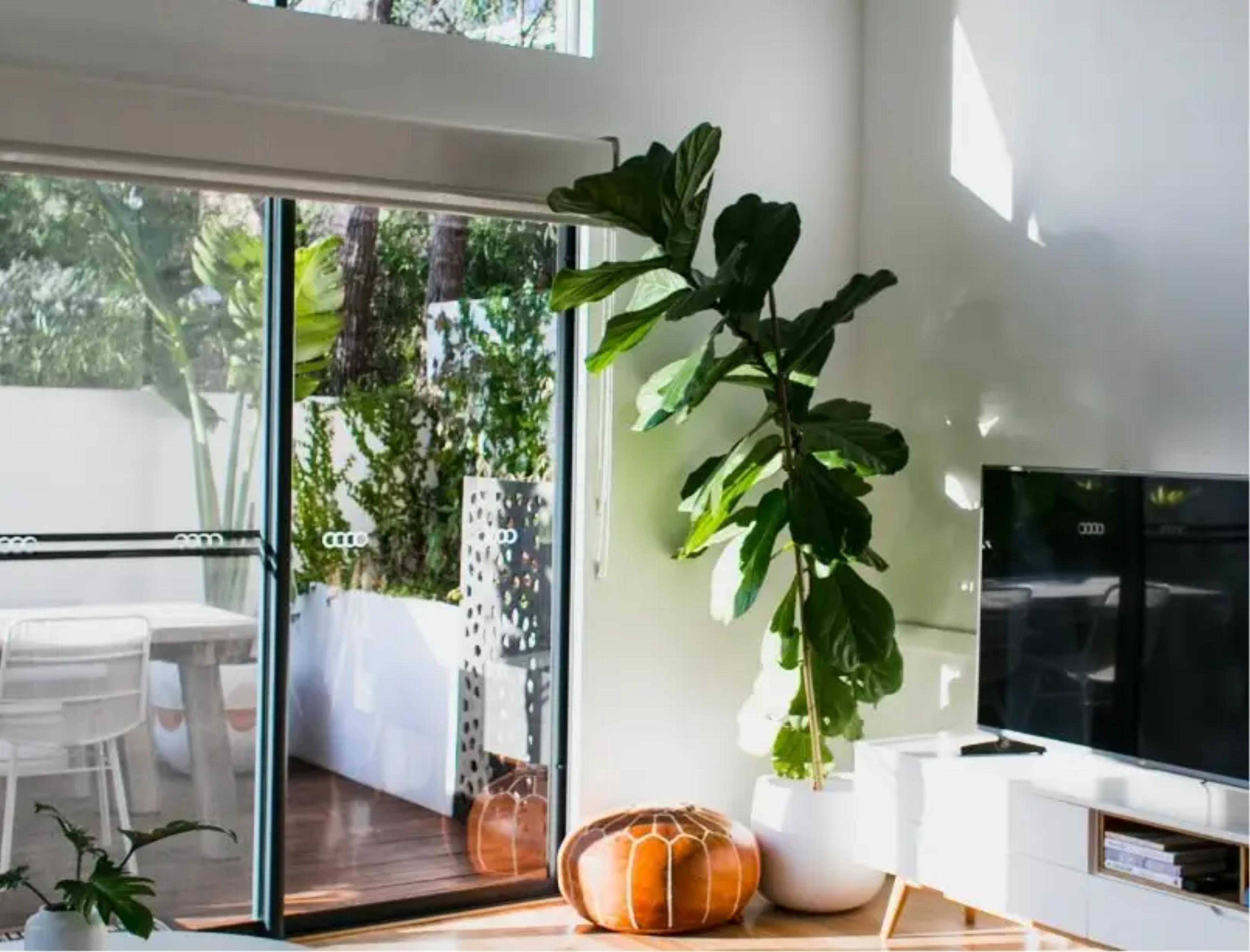 Living area with large house plant