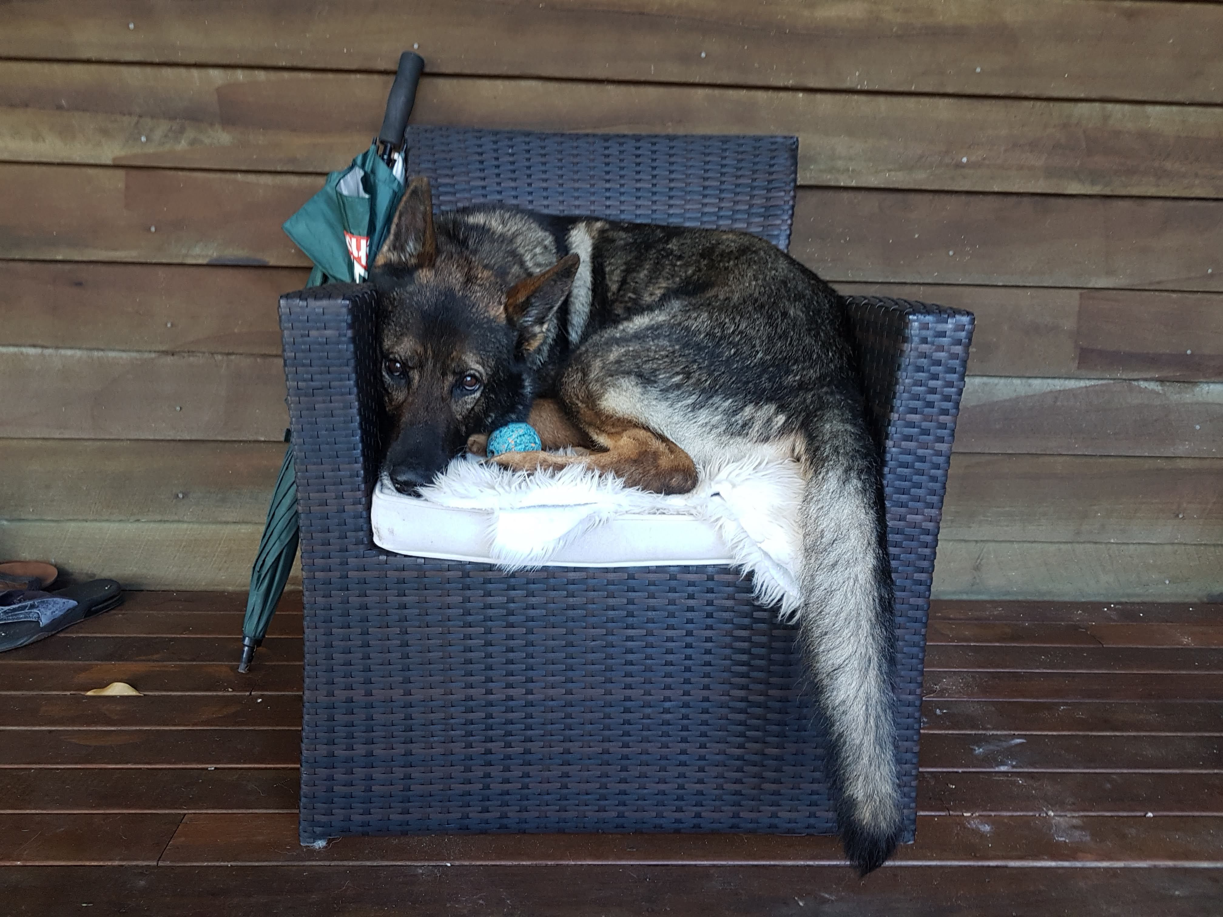 Surely they won't see me