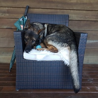 Surely they won't see me