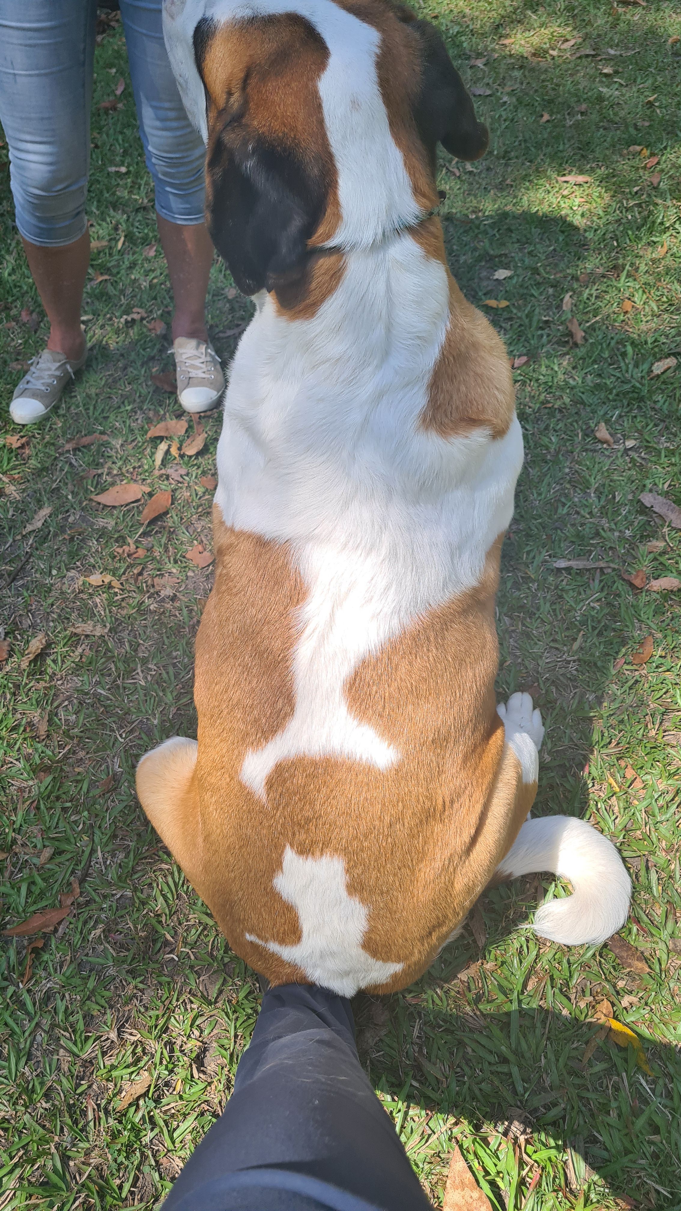 A nice seat for Saint Bernard