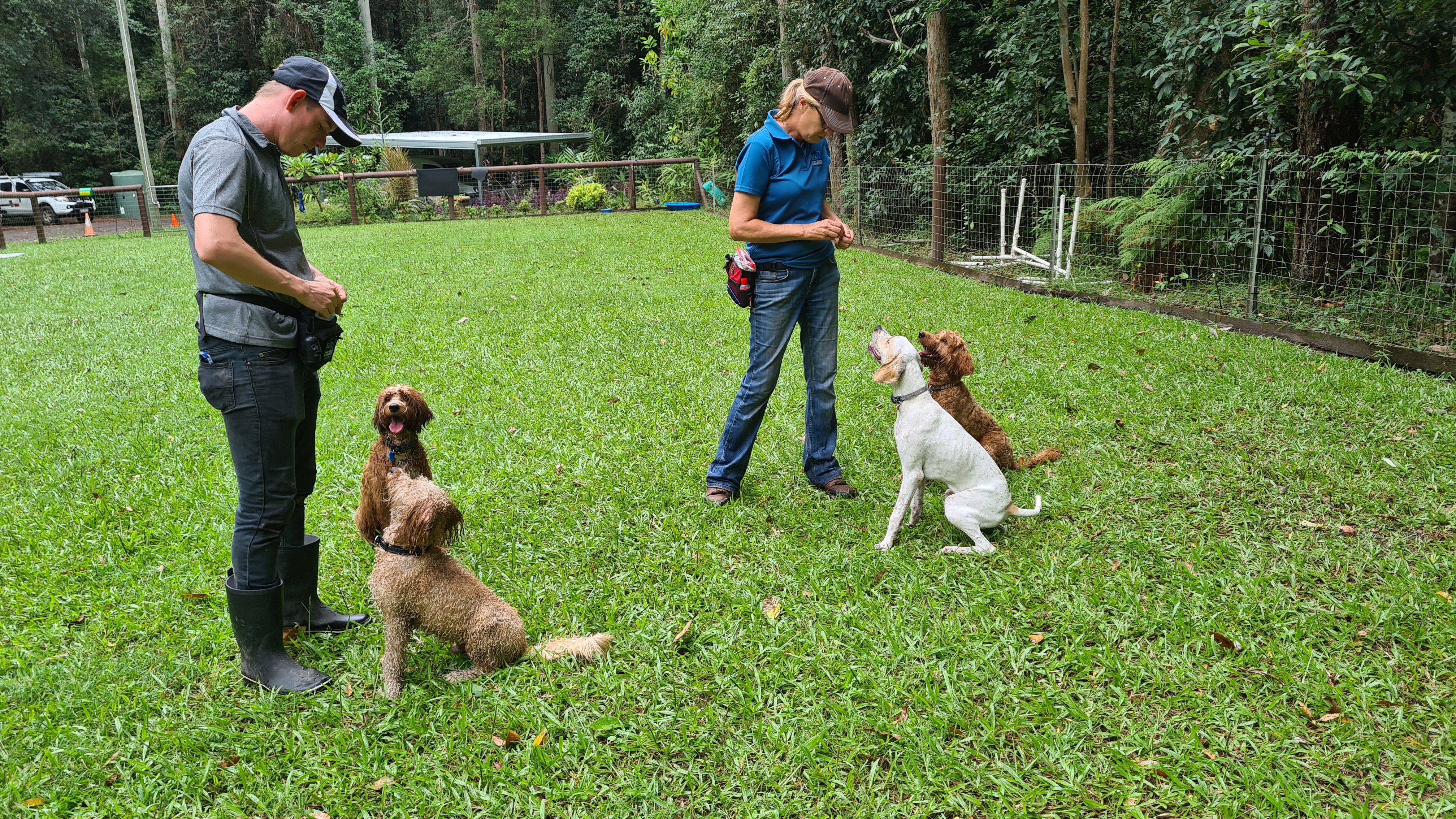 Kate and Sam doing great training with Bailey, Honey, Soda and Ginger